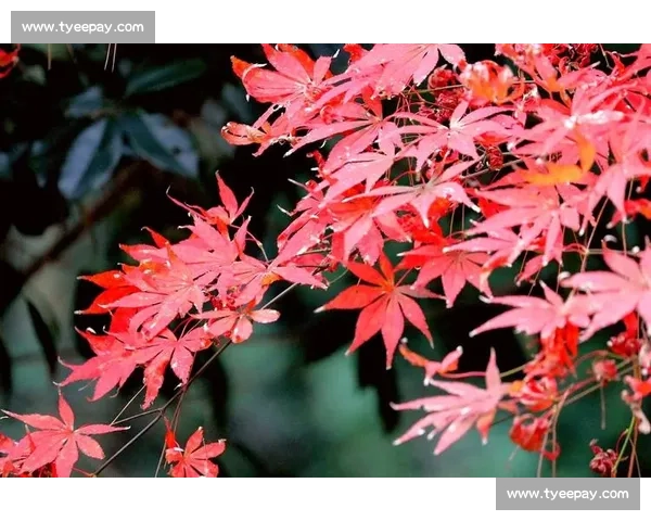 热血不灭激燃青春梦想燃尽岁月磨砺铸就辉煌人生
